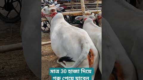 Desi Gorur Video Gorehat Video 2026 #desi #viral #minivlog #2026 #cow
