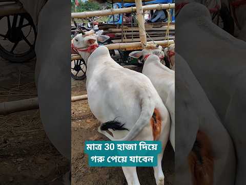 Desi Gorur Video Gorehat Video 2026 #desi #viral #minivlog #2026 #cow