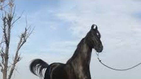 मारवाड़ी घोड़ा #marwadi #horse #mela #trending #news #viraltoday #fyp #घोड़ा #punjabi #majhail #uk