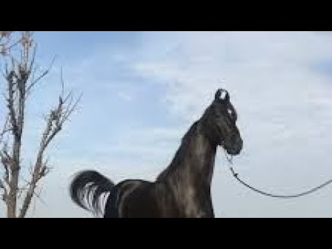 मारवाड़ी घोड़ा #marwadi #horse #mela #trending #news #viraltoday #fyp #घोड़ा #punjabi #majhail #uk