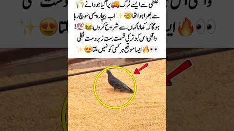 Lucky Pigeon Finds Truck Full of Food🚛🐦#Viral #Funny #Animals #Lucky #Trending #MustWatch #USA #UK