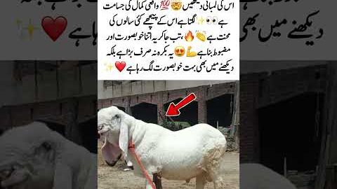 Huge Goat with Amazing Size 😱🐐 #Viral #Animals #Amazing #Big #Trending #MustWatch #usa #uk #foru