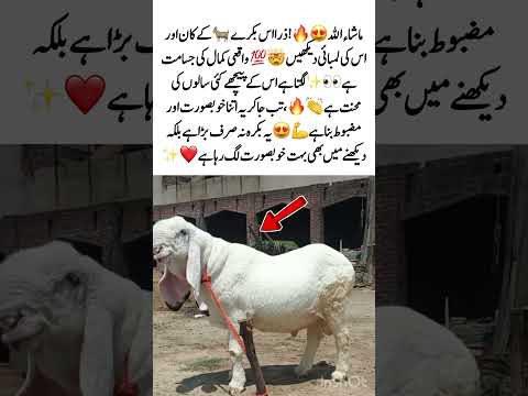 Huge Goat with Amazing Size 😱🐐 #Viral #Animals #Amazing #Big #Trending #MustWatch #usa #uk #foru