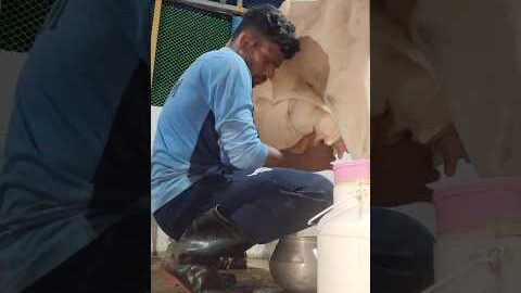 Milk man…..🐄🐄!! #cattlefarm #agriculture #dairyfarm #cowfarm shorts video #desi life style.