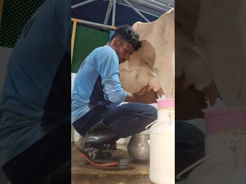 Milk man…..🐄🐄!! #cattlefarm #agriculture #dairyfarm #cowfarm shorts video #desi life style.