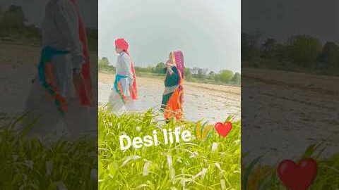 Desi life🌾 ❤ #haryanvisong #haryanviculture #desilifestyle #desi
