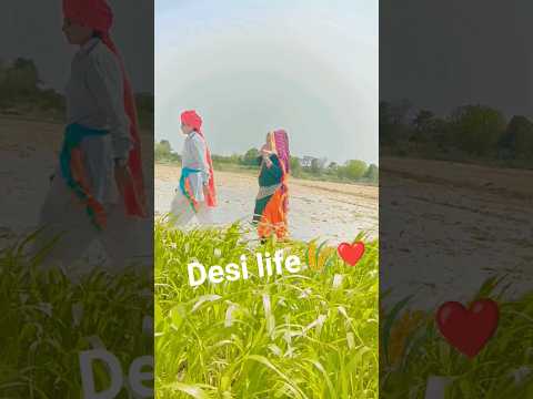Desi life🌾 ❤ #haryanvisong #haryanviculture #desilifestyle #desi
