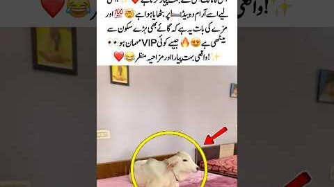 Cow Relaxing on Bed Like a VIP 😂🐄 #Viral #Cute #Funny #Animals #Trending #MustWatch #usa #uk foru