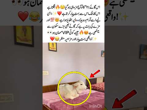 Cow Relaxing on Bed Like a VIP 😂🐄 #Viral #Cute #Funny #Animals #Trending #MustWatch #usa #uk foru