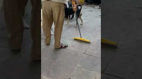 Mere sahib @SadhanPath @BhajanMarg @Hit_Das #sikh #sikhism #dyah #viral #motivation #animals #lover
