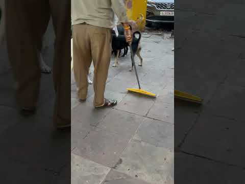 Mere sahib @SadhanPath @BhajanMarg @Hit_Das #sikh #sikhism #dyah #viral #motivation #animals #lover