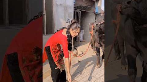 ❤️#trending #viral #animals #village #desi #youtubeshorts #shortsfeed #shorts #viralvideo #bull