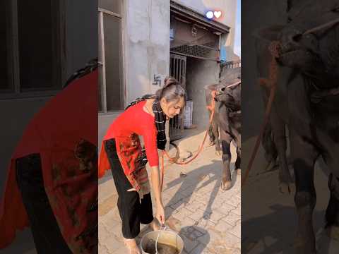 ❤️#trending #viral #animals #village #desi #youtubeshorts #shortsfeed #shorts #viralvideo #bull