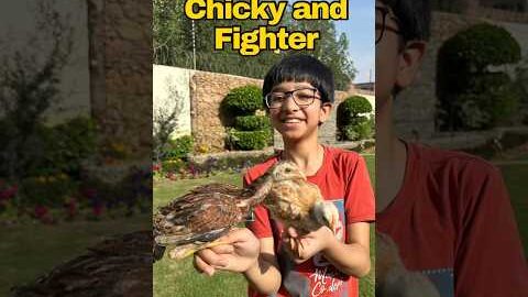 Aseel and Desi Chick🐥🐥#aseel #trending #desi #chicken