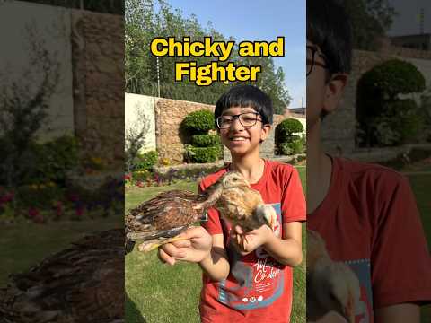 Aseel and Desi Chick🐥🐥#aseel #trending #desi #chicken