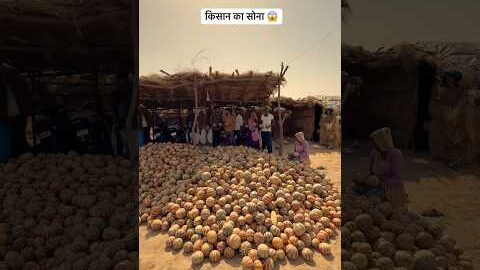 किसान का सोना 😱#shorts #trending #villagelife #desi #fruit
