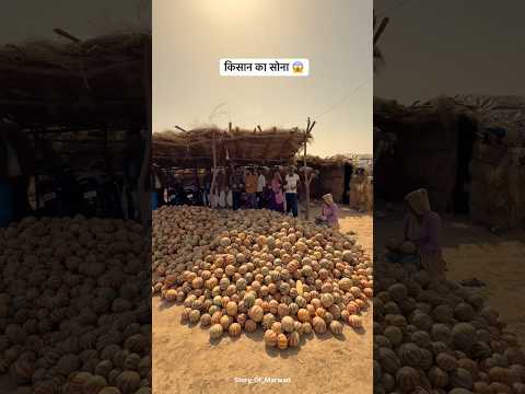 किसान का सोना 😱#shorts #trending #villagelife #desi #fruit