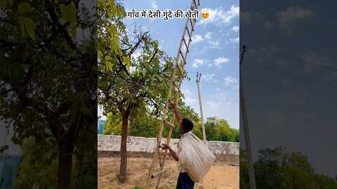 गाँव में देसी गुंदे की खेती 😍 #villagelife #rajasthani #desi #culture