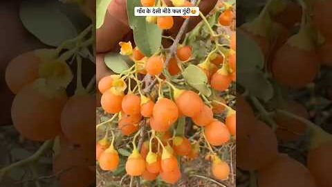 गाँव के देसी मीठे फल गुंदी 😍#shorts #trending #desi #fruit #villagelife
