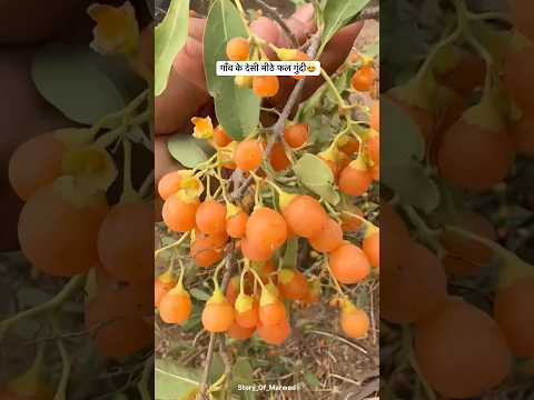 गाँव के देसी मीठे फल गुंदी 😍#shorts #trending #desi #fruit #villagelife