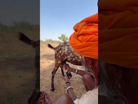 दोपहर की देसी चाय 😍 #desi #culture #villagelife #rajasthani