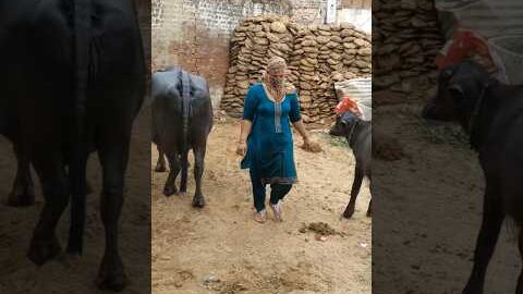 Na olha na Dhattha #viral #hariyanvisong #youtubeshorts #desi #lifestyle β
β
π―π€π€