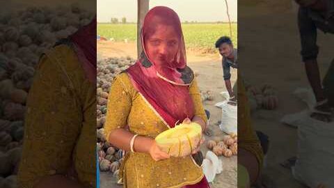 เคฐเคพเคเคธเฅเคฅเคพเคจ เคฎเฅเค เคเคฐเคฌเฅเคเฅเค เคเฅ เคเฅเคคเฅ๐ #desi #villagelife #summer #fruit #muskmelon