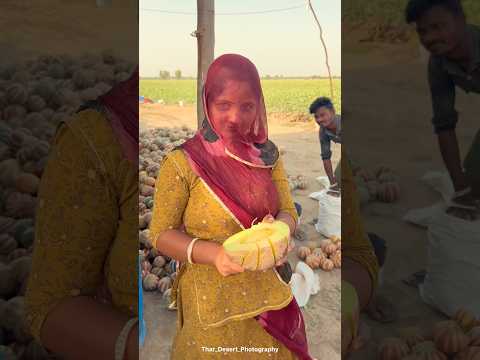 राजस्थान में खरबूजों की खेती😍 #desi  #villagelife #summer #fruit #muskmelon