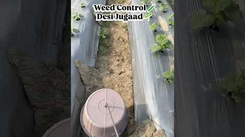 Amazing Desi Jugaad by Farming #Desi #Jugaad #Jugad #Farming #Kheti #Khetibadi #Agriculture #easy