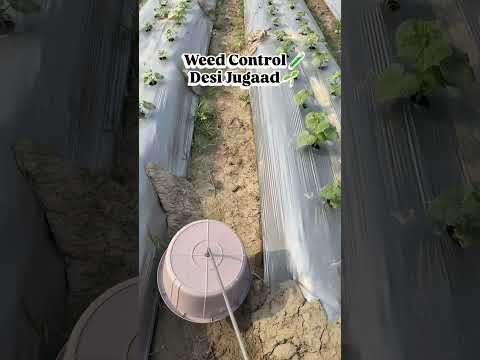 Amazing Desi Jugaad by Farming #Desi #Jugaad #Jugad #Farming #Kheti #Khetibadi #Agriculture #easy