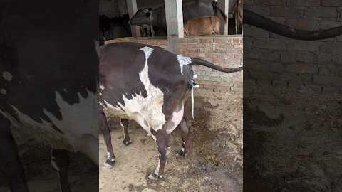 #cow #delivery#trending #ytshorts #farming #shortsviral #desi #life #dairyherd #success #dairy #mod