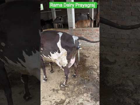 #cow #delivery#trending #ytshorts #farming #shortsviral #desi #life #dairyherd #success #dairy #mod
