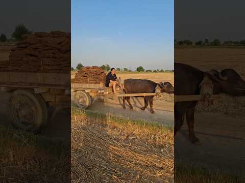 desi🌾♥️….#youtube #trending #shorts #farming #viral #desi #life #youtubeshorts #trendingshorts