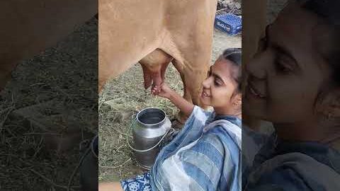please subscribe 🙏🙏🙏 #dairyfarming #youtubeshorts #shorts #desi #cow #trending #haryanvi #yt