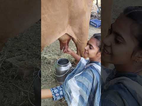 please subscribe 🙏🙏🙏 #dairyfarming #youtubeshorts #shorts #desi #cow #trending #haryanvi #yt
