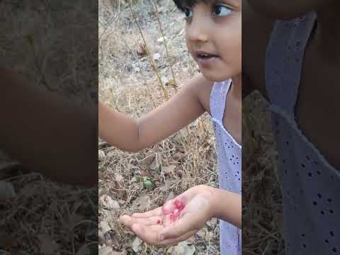 #trending  #desi  pahadi meva jai ho sbi sanatani o