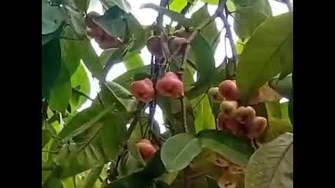 ஜம்பு பழம் சாப்பிடுவோமா