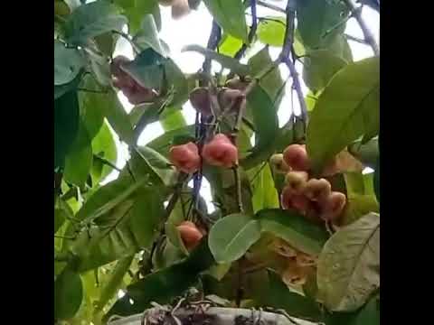 ஜம்பு பழம் சாப்பிடுவோமா