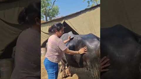 up13♥️🌾…#viral #shorts #youtube #lifestyle #desi #farming #villagerlifestyle #trending #shorts