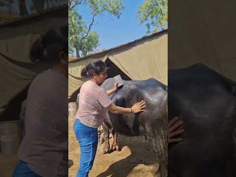 up13♥️🌾…#viral #shorts #youtube #lifestyle #desi #farming #villagerlifestyle #trending #shorts