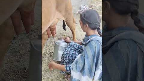 cow milking 🐄🐄🐄 #dairyfarming #youtubeshorts #shorts #desi #trending #haryanvi #yt #cow