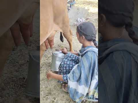 cow milking 🐄🐄🐄 #dairyfarming #youtubeshorts #shorts #desi #trending #haryanvi #yt #cow