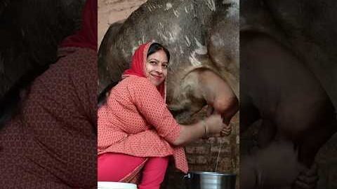 Cow milking ll renudesilifestyle ll #shorts #renudesilifestyle #desi