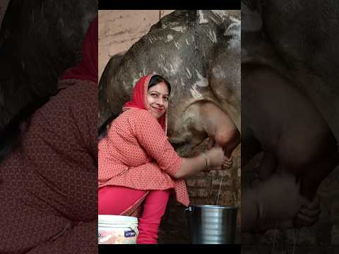 Cow milking ll renudesilifestyle ll #shorts #renudesilifestyle #desi