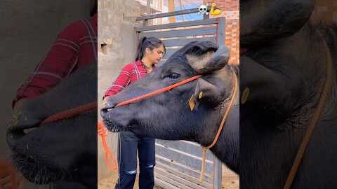 🐂#trending #viral #explore #youtubeshorts #shortvideo #shorts #desi #animals #village #bull #love