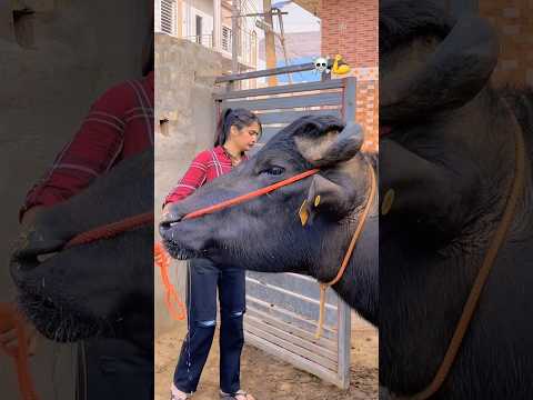 🐂#trending #viral #explore #youtubeshorts #shortvideo #shorts #desi #animals #village #bull #love