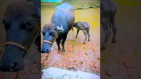 India #mein  sabse #khatarnak  kam #bhains  paalna  #hai #desi #video