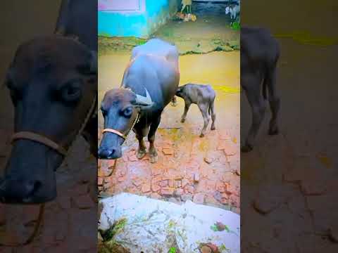 India #mein  sabse #khatarnak  kam #bhains  paalna  #hai #desi #video