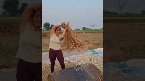 aa jao 🌾…#desi #youtube #shorts #viralvideo #trending #shortsvideo #song #viral #viralshorts