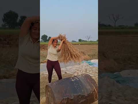 aa jao 🌾…#desi #youtube #shorts #viralvideo #trending #shortsvideo #song #viral #viralshorts